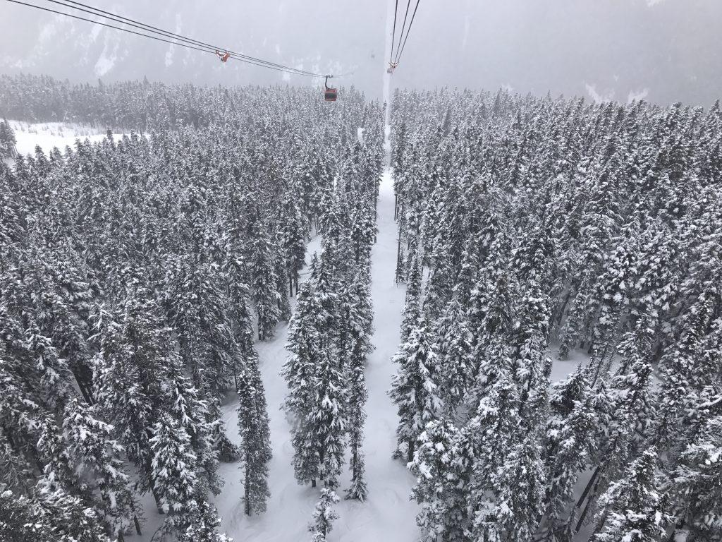 snow covered trees from a top view
